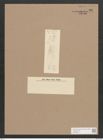 Navicula dariana A.S. (de-Toni-Nr.: Genus 1, Species 23) Zeichnungen Sammlung Grunow Nr. 60 (NHMW-BOT-W0366253)